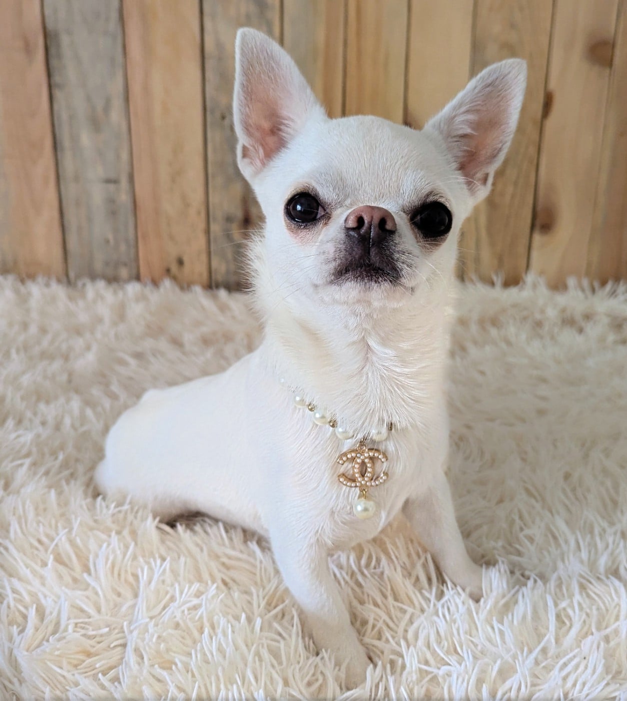 CH. platinum kid  Santa Sayana