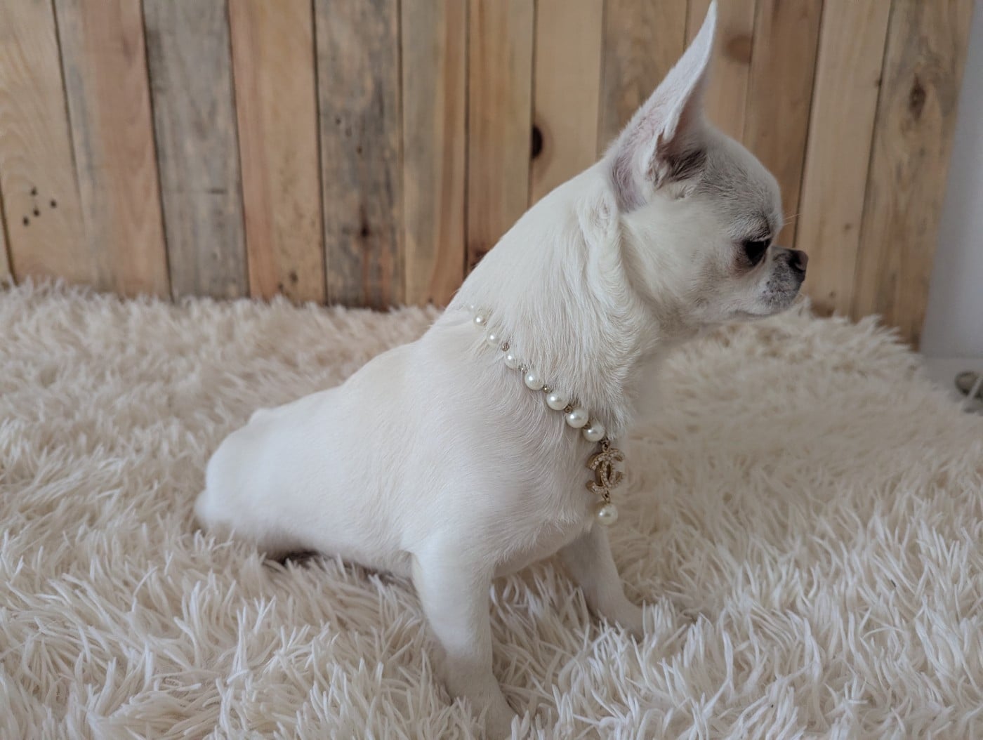 CH. platinum kid  Santa Sayana