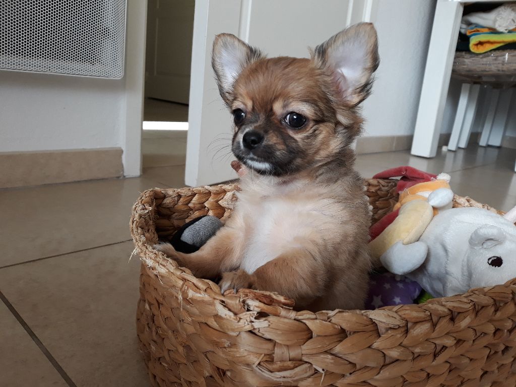 Chiot Chihuahua, Octave , mâle disponible en Provence
