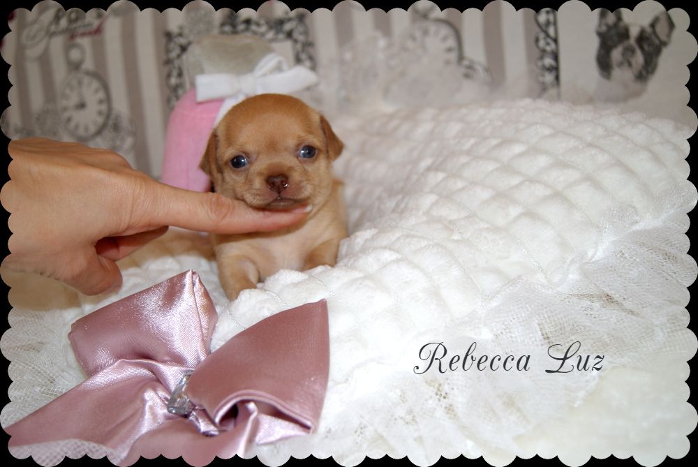 Chiot Chihuahua, Rebecca Luz, femelle disponible en