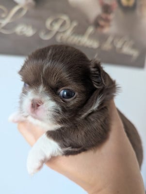 Les chiots de Chihuahua