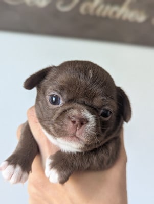 Les chiots de Chihuahua