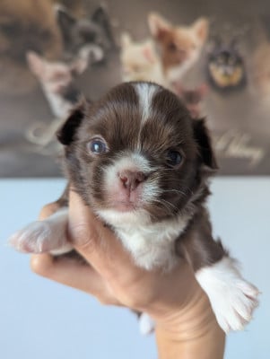 Les chiots de Chihuahua