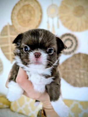 Les chiots de Chihuahua