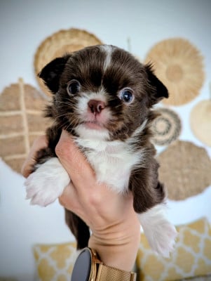 Les chiots de Chihuahua