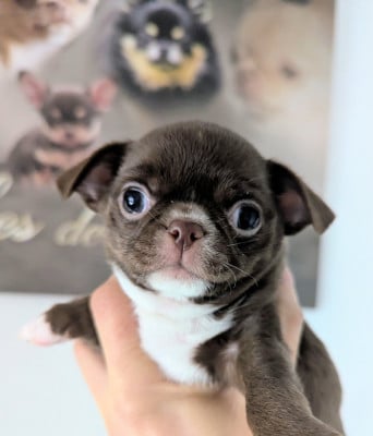 Les chiots de Chihuahua