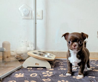 Les chiots de Chihuahua