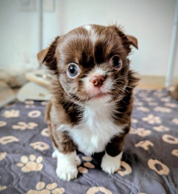 Les chiots de Chihuahua