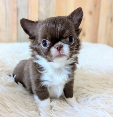 Les chiots de Chihuahua