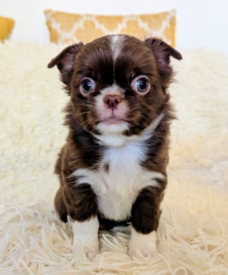 Les chiots de Chihuahua