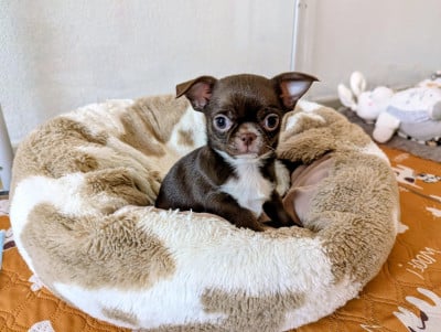 Les chiots de Chihuahua