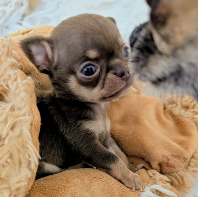 Les chiots de Chihuahua