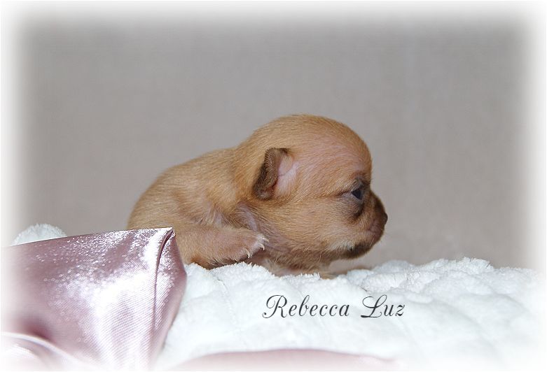 Chiot Chihuahua, Rebecca Luz, femelle disponible en