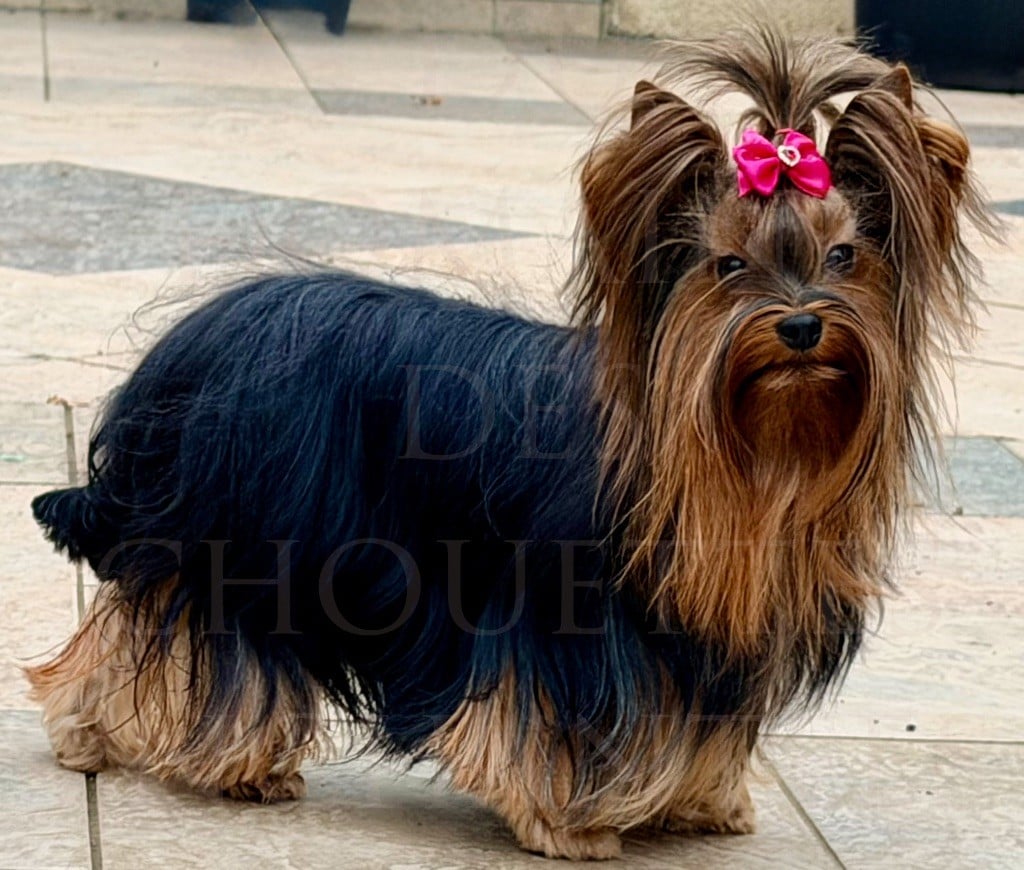 U my love du Domaine des Chouettes Enchantées