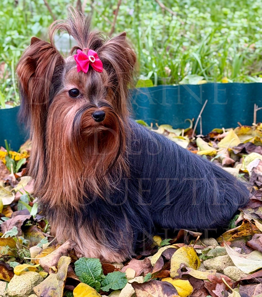 U my love du Domaine des Chouettes Enchantées