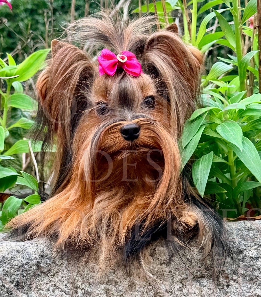 U my love du Domaine des Chouettes Enchantées