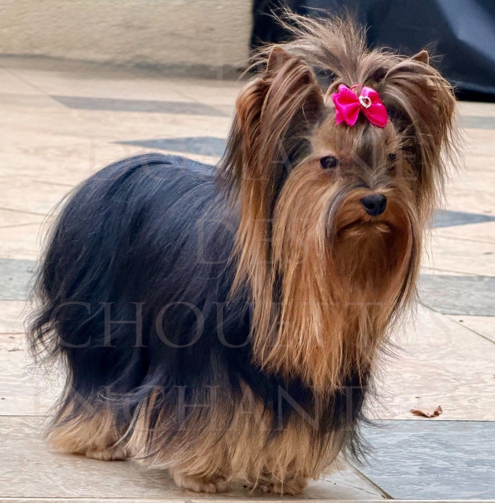 U my love du Domaine des Chouettes Enchantées