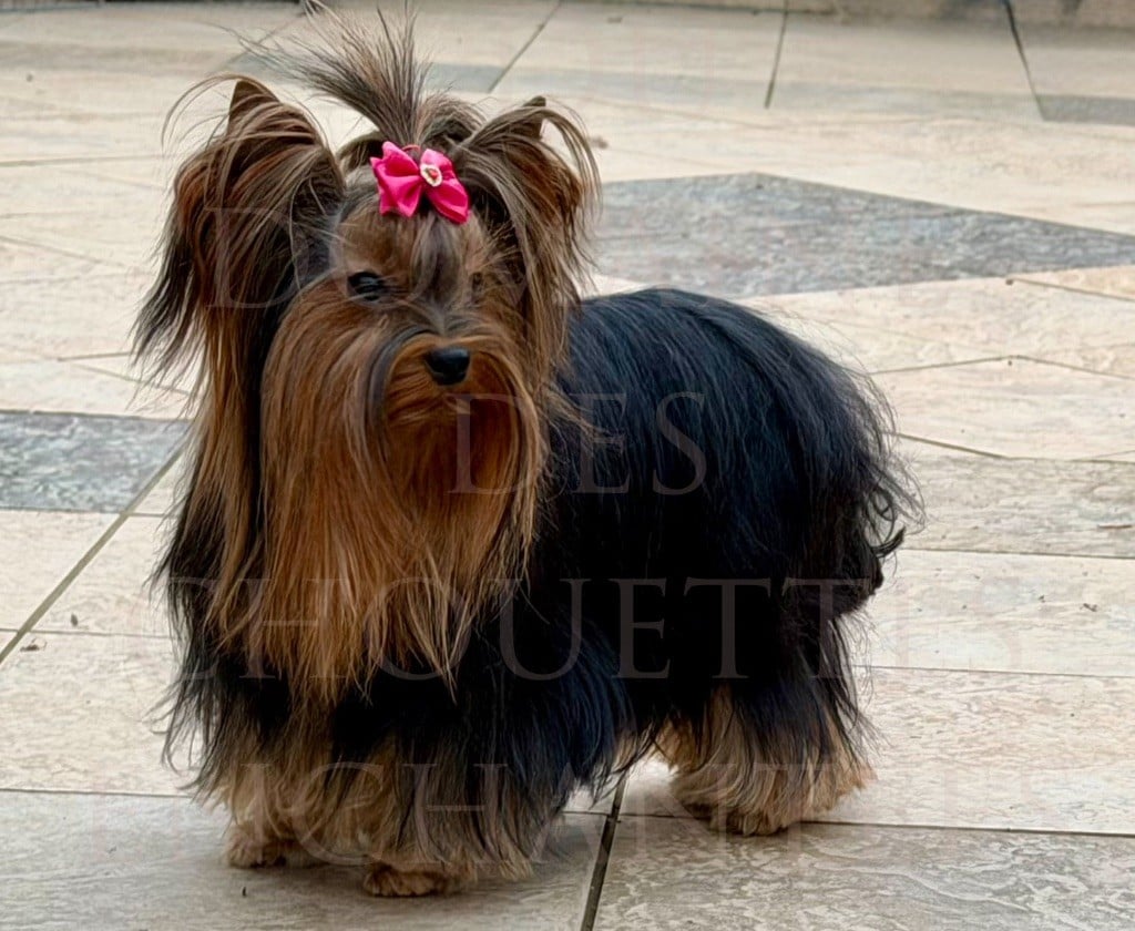 U my love du Domaine des Chouettes Enchantées