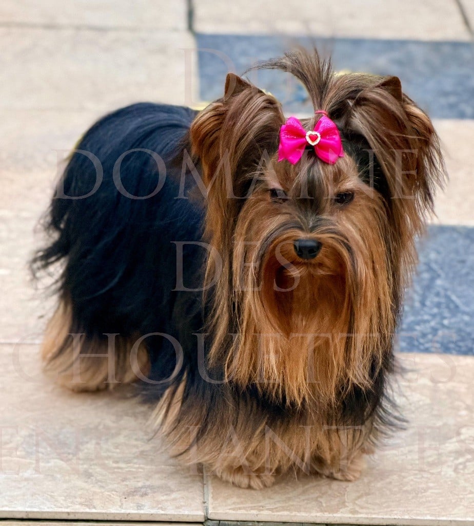 U my love du Domaine des Chouettes Enchantées