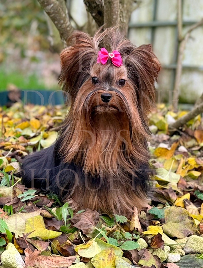 U my love du Domaine des Chouettes Enchantées