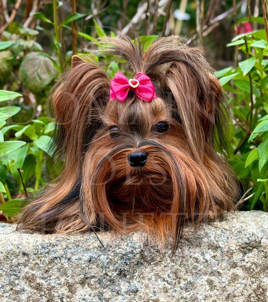 U my love du Domaine des Chouettes Enchantées