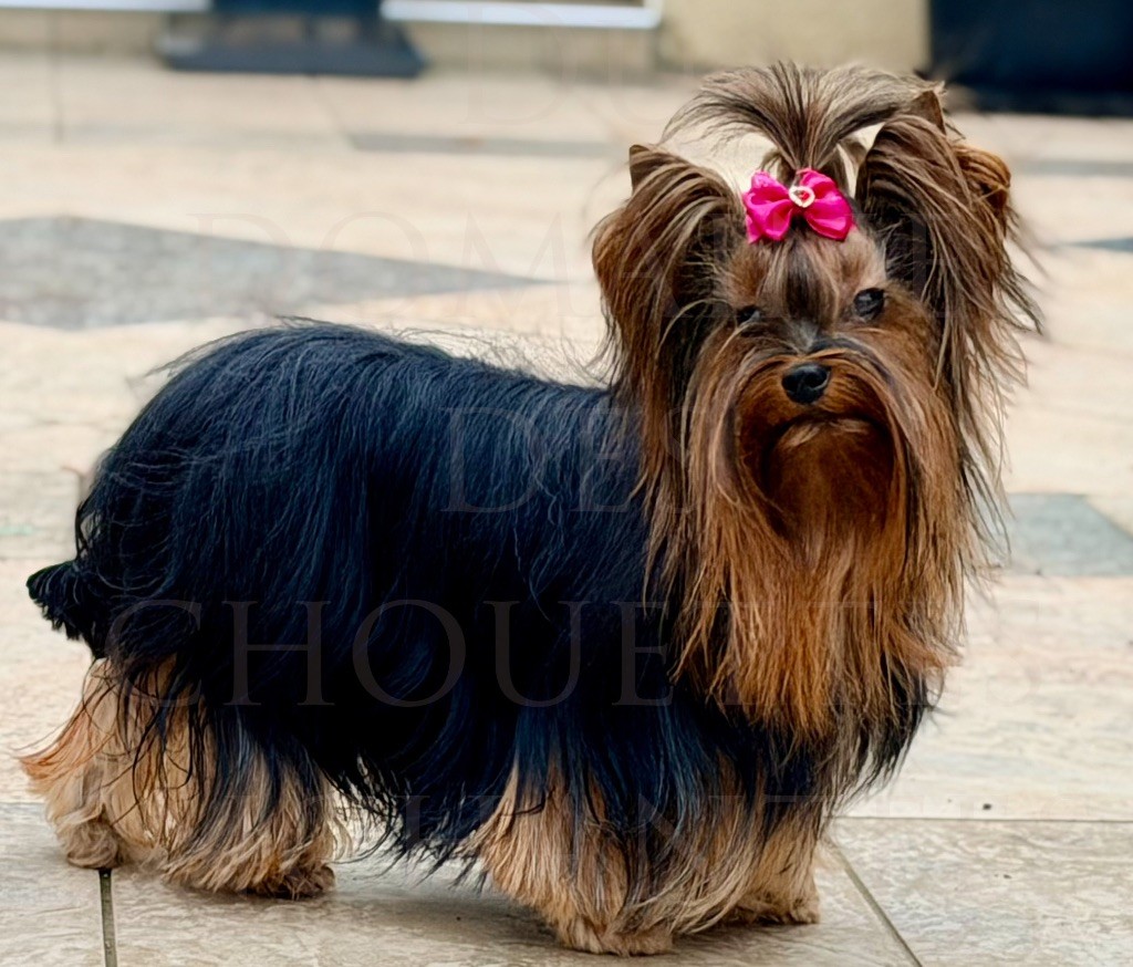 U my love du Domaine des Chouettes Enchantées