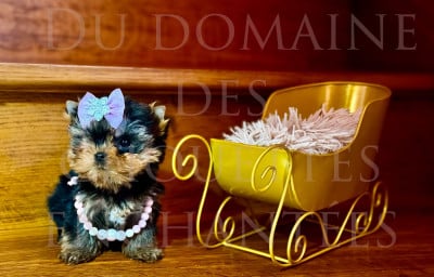 du Domaine des Chouettes Enchantées