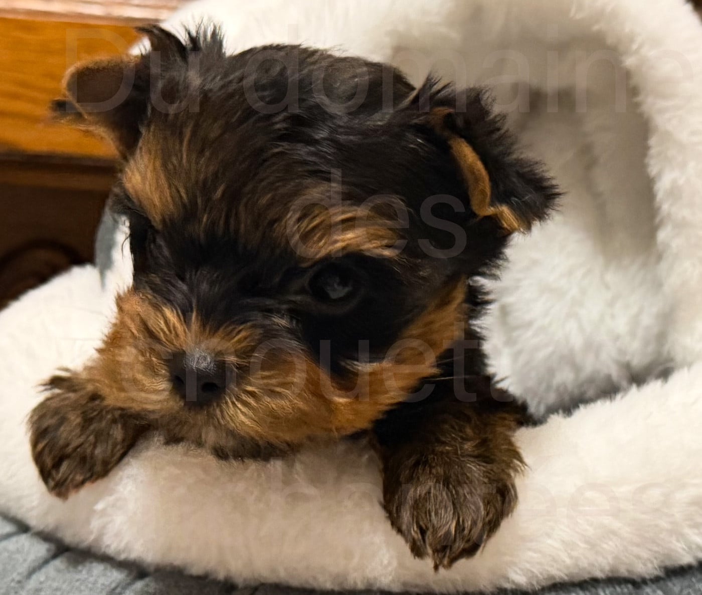 Yorkshire Terrier - du Domaine des Chouettes Enchantées