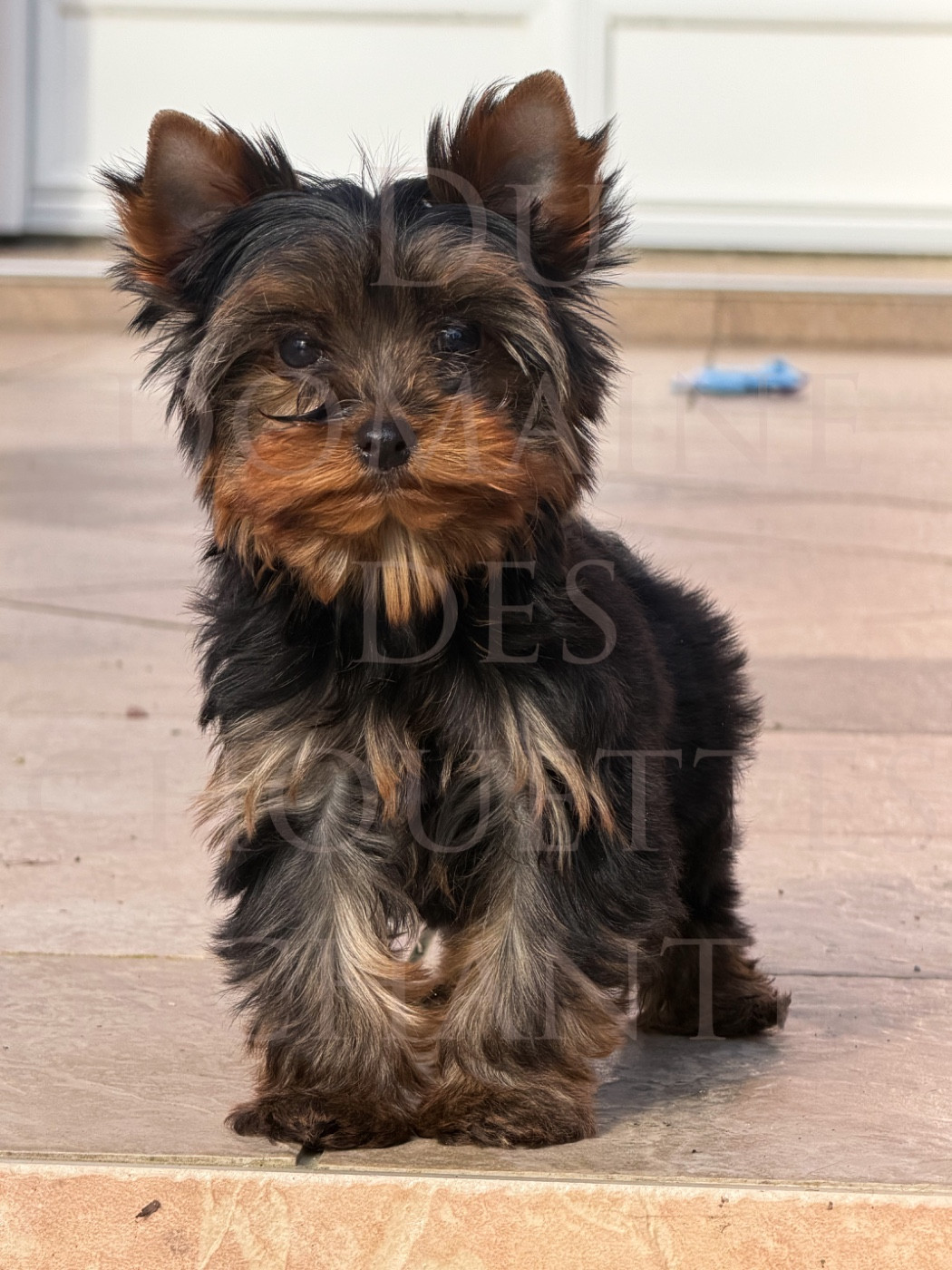 Yorkshire Terrier - du Domaine des Chouettes Enchantées