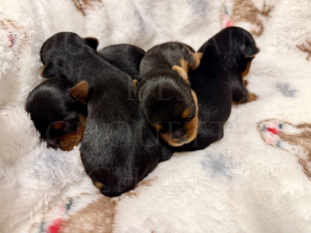Yorkshire Terrier - du Domaine des Chouettes Enchantées