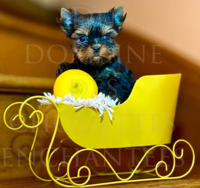 Les chiots de Yorkshire Terrier