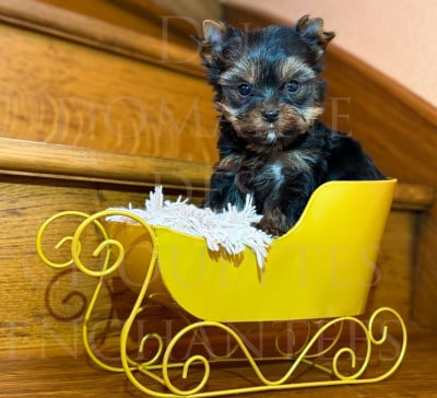 Les chiots de Yorkshire Terrier