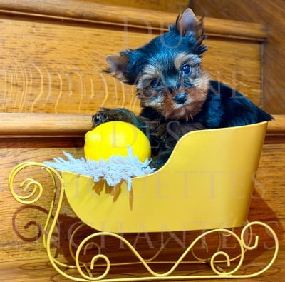 Les chiots de Yorkshire Terrier