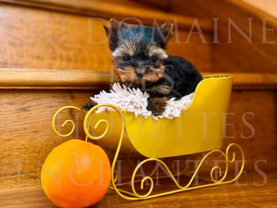 Les chiots de Yorkshire Terrier