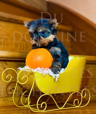 Les chiots de Yorkshire Terrier