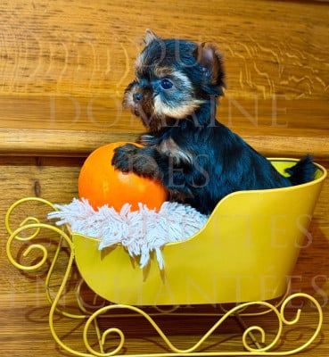 Les chiots de Yorkshire Terrier