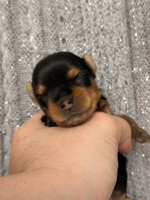 Les chiots de Yorkshire Terrier
