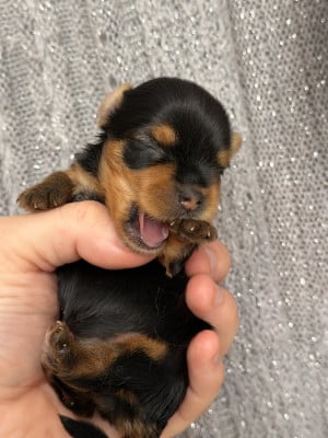 Les chiots de Yorkshire Terrier
