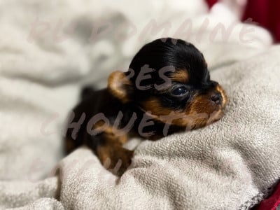 Les chiots de Yorkshire Terrier