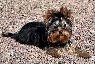 Les chiots de Yorkshire Terrier
