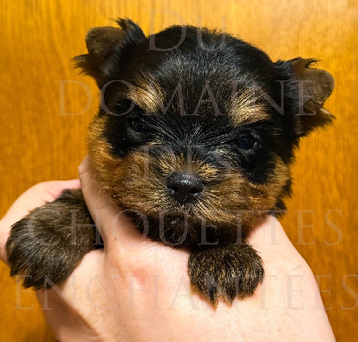 Les chiots de Yorkshire Terrier