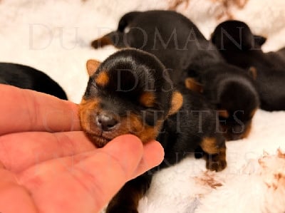 Les chiots de Yorkshire Terrier