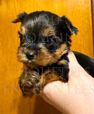 Les chiots de Yorkshire Terrier