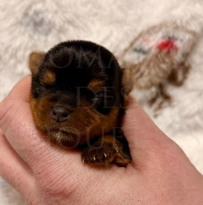 Les chiots de Yorkshire Terrier