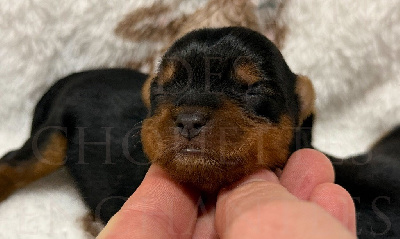 Les chiots de Yorkshire Terrier