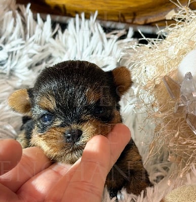 Les chiots de Yorkshire Terrier