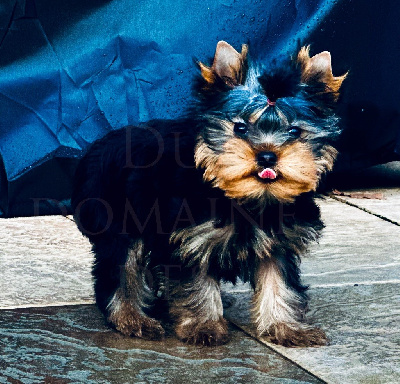 Les chiots de Yorkshire Terrier