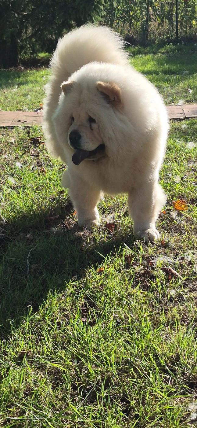 Victoire des Bambous de Shunan