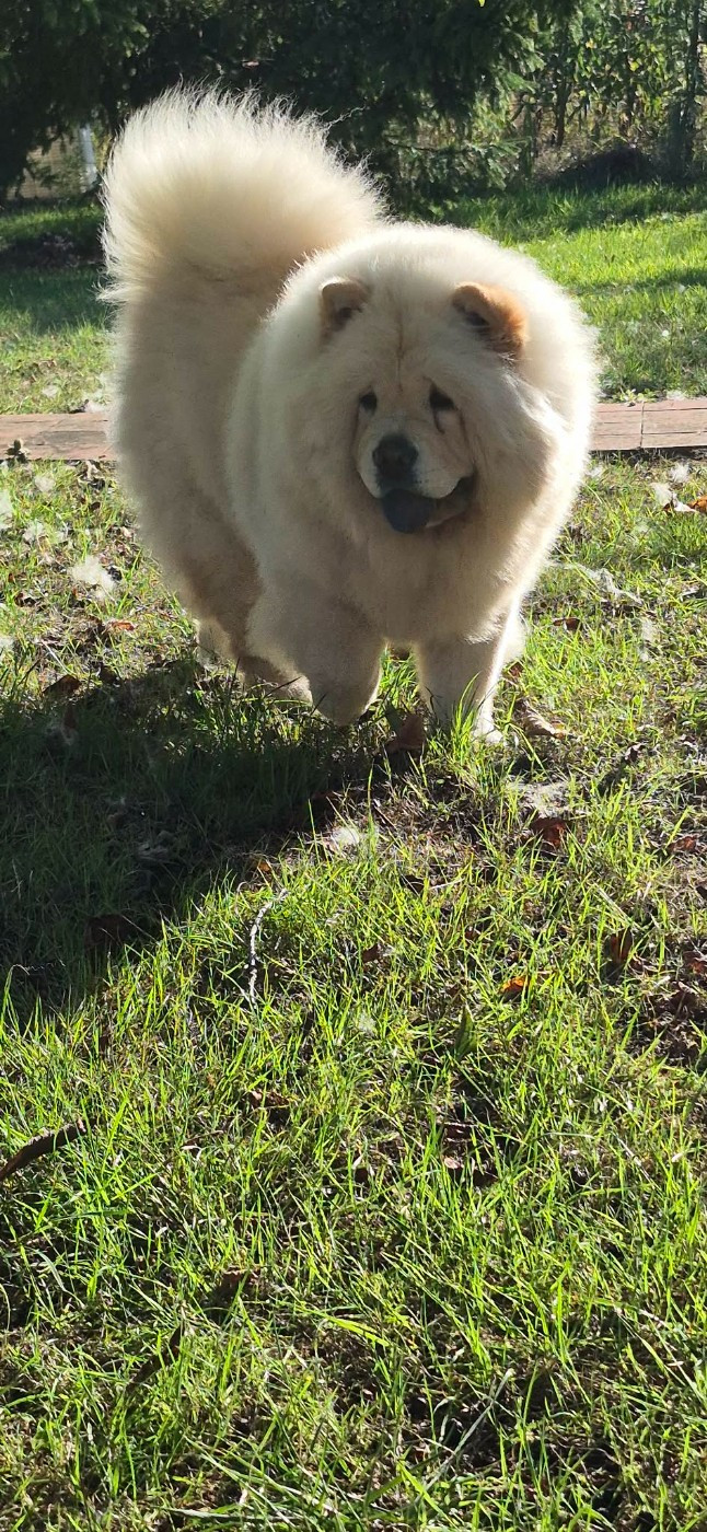 Victoire des Bambous de Shunan