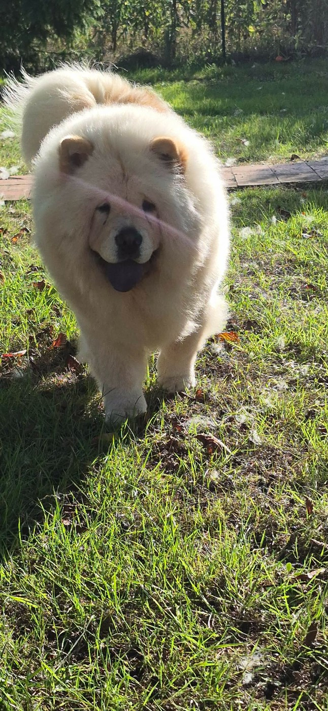 Victoire des Bambous de Shunan